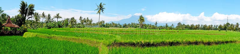 Panorama from rice field landscape on Java island, Indonesia royalty free stock photography Panorama from rice field landscape on Java island, Indonesia royalty free stock photography