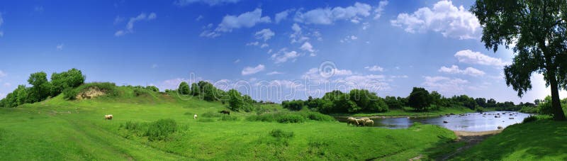 Panorama with sheeps