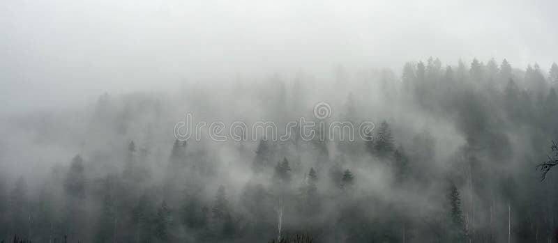 Panorama strabiliante del legno di pino in nebbia