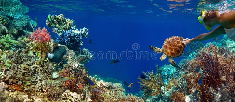 Panorama subacqueo in una barriera corallina con sealife variopinto fotografia stock Panorama subacqueo in una barriera corallina con sealife variopinto fotografia stock