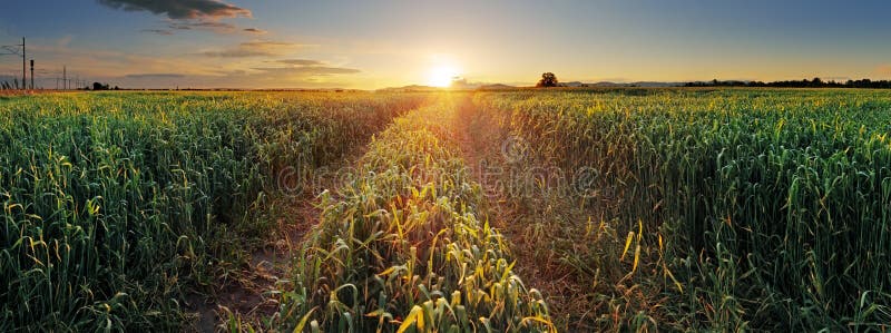 Panorama Sunset over wheat field with path stock photography Panorama Sunset over wheat field with path stock photography