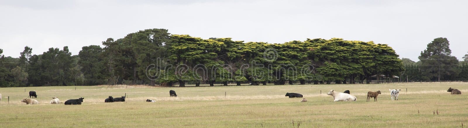 Panorama sur différents bovins de ferme couleur pendant l'après-midi d'automne nuageux image stock Panorama sur différents bovins de ferme couleur pendant l'après-midi d'automne nuageux image stock