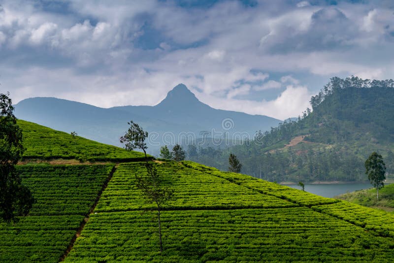 Panorama of tea plantation with Adams peak, Sri Lanka