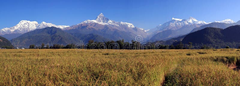 Panorama of Terrace Rice Paddy Field