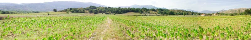 Panorama of Tobacco field