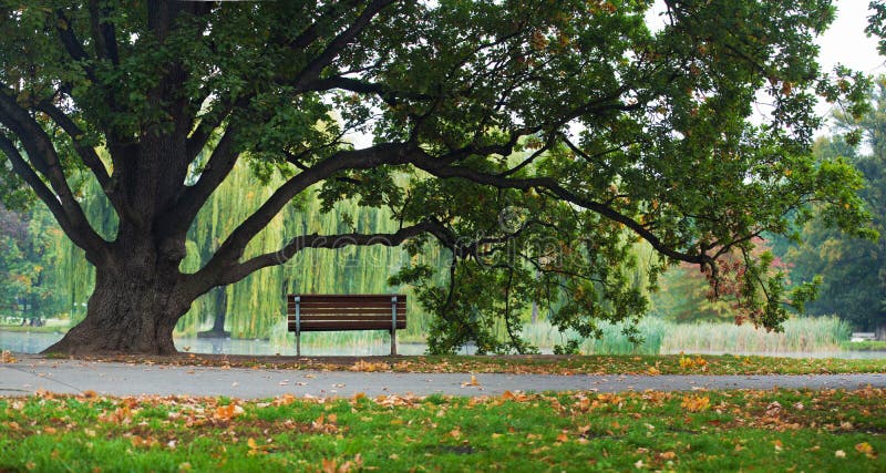 Panorama tree and bench in park