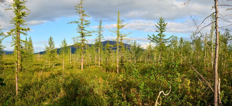 Panorama tundrei siberiene de est. royalty free stock photos