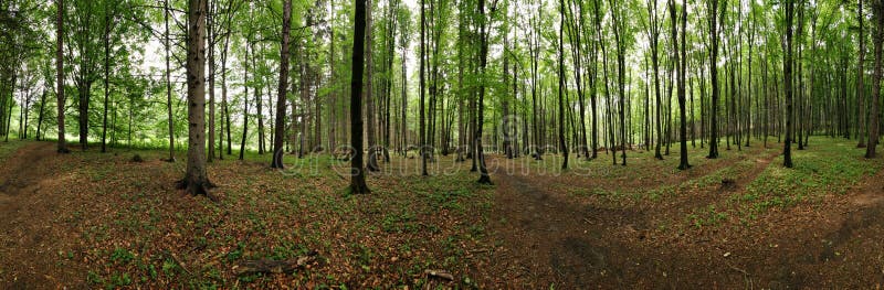 Panorama van bos
