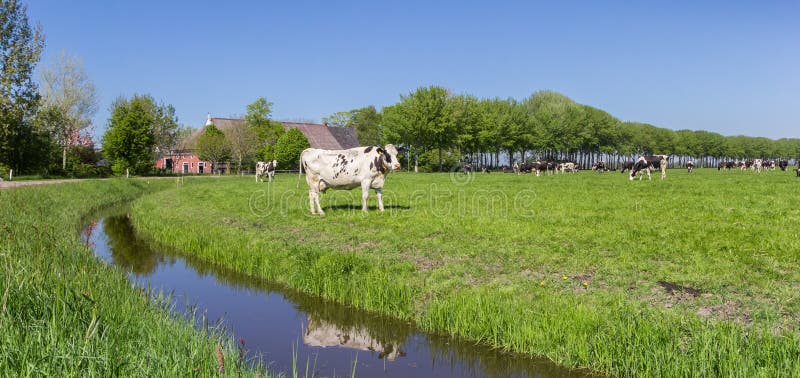 Panorama van een landbouwbedrijf en Nederlandse koeien in Groningen royalty-vrije stock afbeelding Panorama van een landbouwbedrijf en Nederlandse koeien in Groningen royalty-vrije stock afbeelding