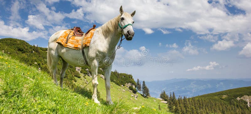 Panorama van een wit paard in de Karpatische bergen stock foto's Panorama van een wit paard in de Karpatische bergen stock foto's