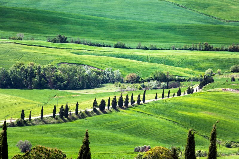 Panorama van het typische platteland van Toscanië met cipres en weide, Siena provincie, Italië royalty-vrije stock foto's Panorama van het typische platteland van Toscanië met cipres en weide, Siena provincie, Italië royalty-vrije stock foto's