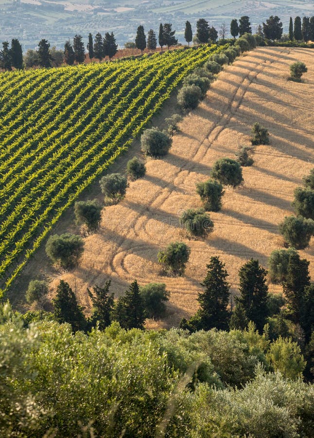 Panorama van olijfgaarden, wijngaarden en landbouwbedrijven op rollende heuvels van Abruzzo
