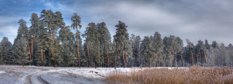 Panorama van een dennenbos royalty-vrije stock fotografie
