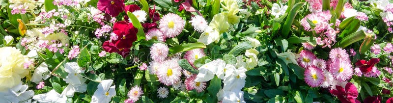 Panorama variopinto con differenti generi di fiori fotografia stock