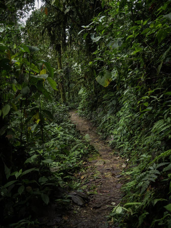 Panorama view of green nature hiking trail path in tropical rain cloud forest Mindo valley jungle Nambillo Ecuador andes