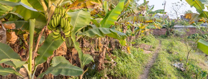 Panoramic View Agricultural Plantation At Countryside Of Vietnam With