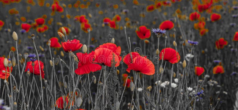 Panorama von Mohnblumen und wilde Blumen, selektive Farbe, Rot und b lizenzfreies stockbild Panorama von Mohnblumen und wilde Blumen, selektive Farbe, Rot und b lizenzfreies stockbild