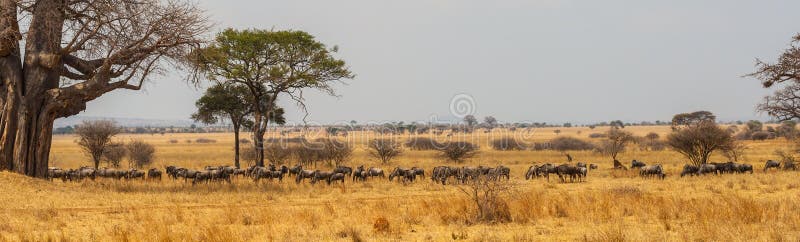 Panorama of wildebeast herd grazing royalty free stock photo