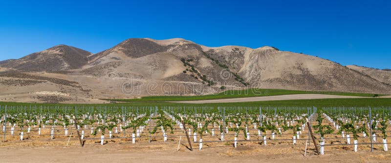 Panorama of green vineyard and grapevines contrasted with brown mountains in Salinas Valley,California. Panorama of green vineyard and grapevines contrasted with brown mountains in Salinas Valley,California