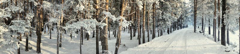 Panorama. Winter road.