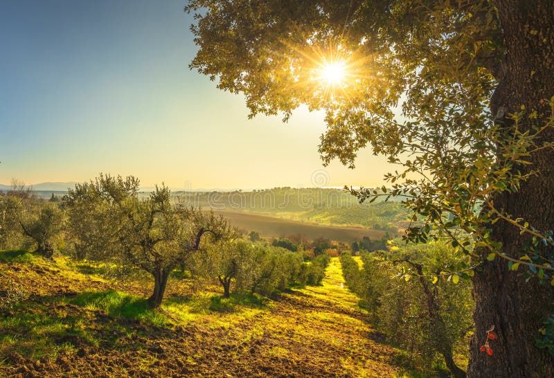 Panorama y olivos del campo de Maremma en puesta del sol Casale Marittimo, Pisa, Toscana Italia imágenes de archivo libres de regalías Panorama y olivos del campo de Maremma en puesta del sol Casale Marittimo, Pisa, Toscana Italia imágenes de archivo libres de regalías