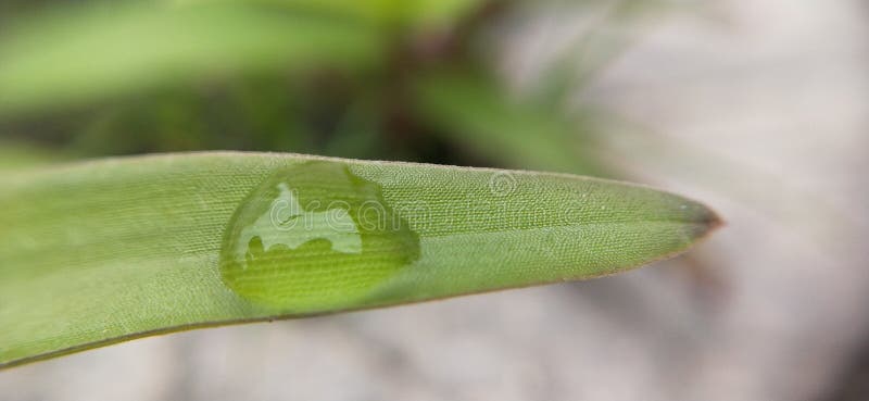 Panorama świeżej trawy zielonej na naturalnym rozmyciu natury. zielony liść z kroplą wiszącą na krawędzi. krople wodne na zielonym fotografia stock