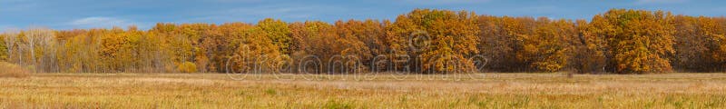 Panorama żółty jesień las przed łąką obraz royalty free Panorama żółty jesień las przed łąką obraz royalty free