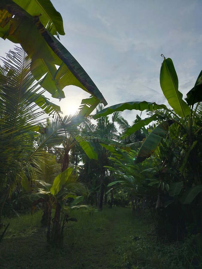 Panoramaaussicht auf Bäume in einem üppigen Garten, der die Ruhe der Natur einnimmt. perfekt für einen ruhigen Aufenthalt stockfoto