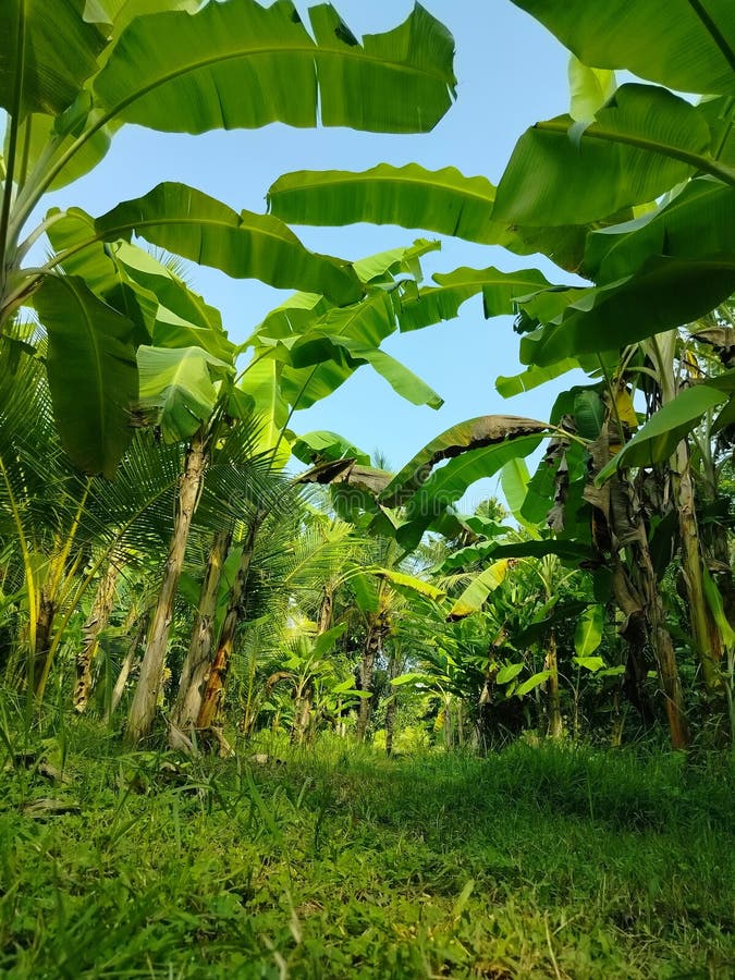 Panoramaaussicht auf Bäume in einem üppigen Garten, der die Ruhe der Natur einnimmt. perfekt, um Ihrem Projekt einen Hauch von Ruh lizenzfreie stockbilder