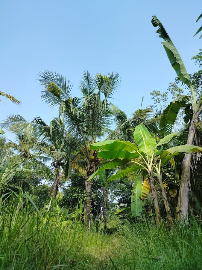 Panoramaaussicht auf Bäume in einem üppigen Garten, der die Ruhe der Natur einnimmt. perfekt, um Ihrem Projekt einen Hauch von Ruh lizenzfreies stockfoto