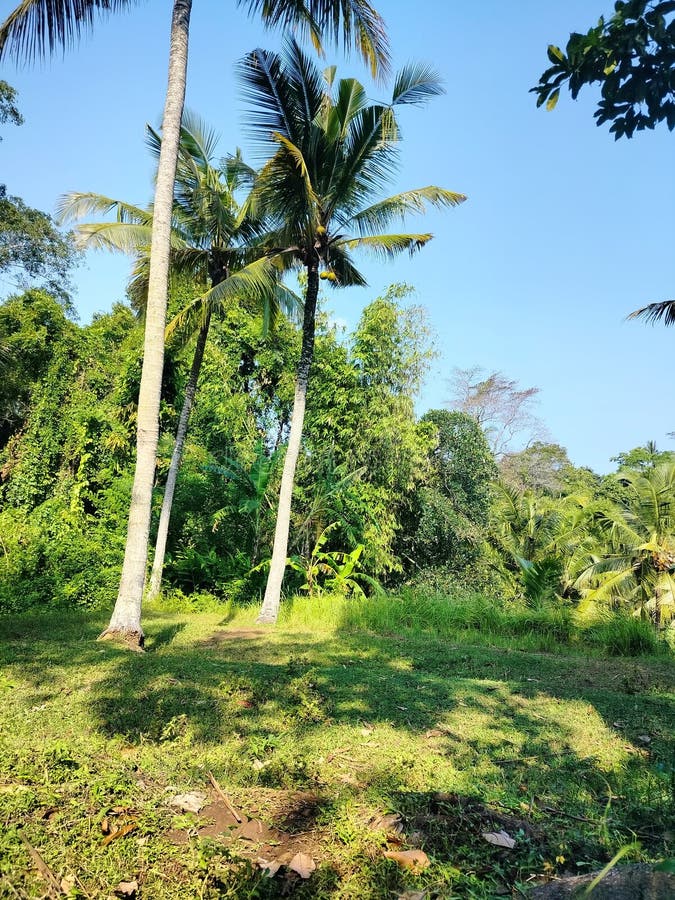Panoramaaussicht auf Bäume in einem üppigen Garten, der die Ruhe der Natur einnimmt. perfekt, um Ihrem Projekt einen Hauch von Ruh stockbilder