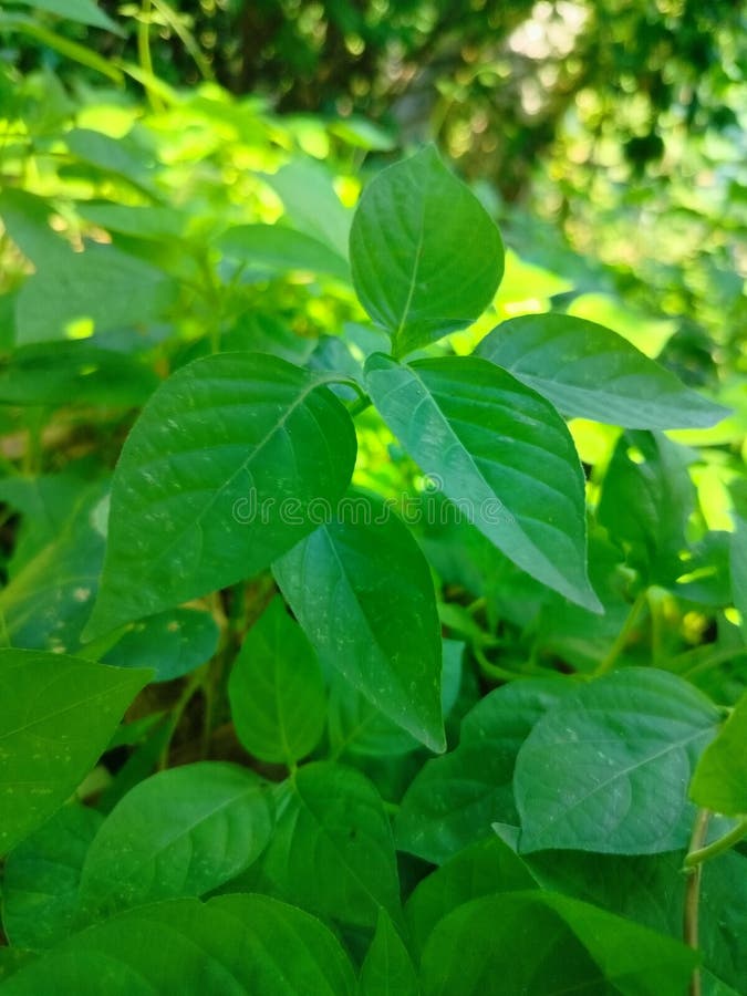 Panoramaaussicht auf Bäume in einem üppigen Garten, der die Ruhe der Natur einnimmt. perfekt, um Ihrem Projekt einen Hauch von Ruh stockfotos