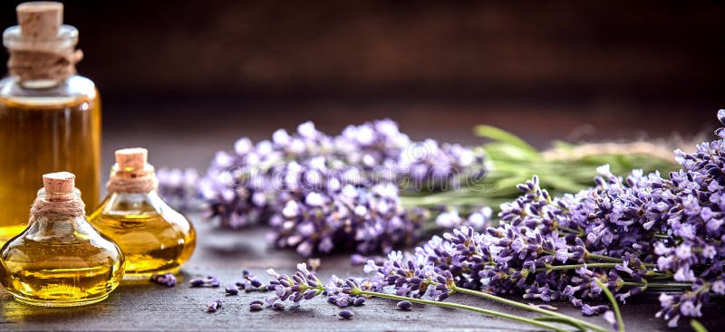 Panorama banner of decorative bottles of lavender essential oil with bunches of freshly picked aromatic purple flowers on a rustic wood table with copy space above. Panorama banner of decorative bottles of lavender essential oil with bunches of freshly picked aromatic purple flowers on a rustic wood table with copy space above