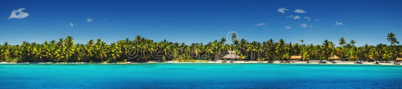 Panoramablick von exotischen Palmen auf dem tropischen Strand