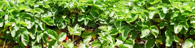 Panoramaerdbeerinsel auf Bauernhof lizenzfreie stockfotos