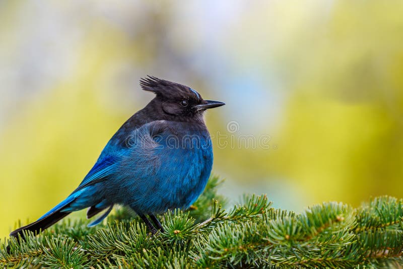 Panoramafoto 16/9 von eines Stellers Eichelh?her Cyanocitta stelleri, das auf Tannenast in Ernest Calloway Manning-Park, Briten h stockbilder Panoramafoto 16/9 von eines Stellers Eichelh?her Cyanocitta stelleri, das auf Tannenast in Ernest Calloway Manning-Park, Briten h stockbilder