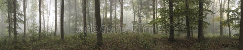 Panoramalandskapbild av Wendover trän på dimmiga Autumn Morni