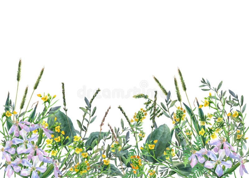 Panoramautsikt av lösa ängblommor och gräs på vit bakgrund royaltyfri bild Panoramautsikt av lösa ängblommor och gräs på vit bakgrund royaltyfri bild