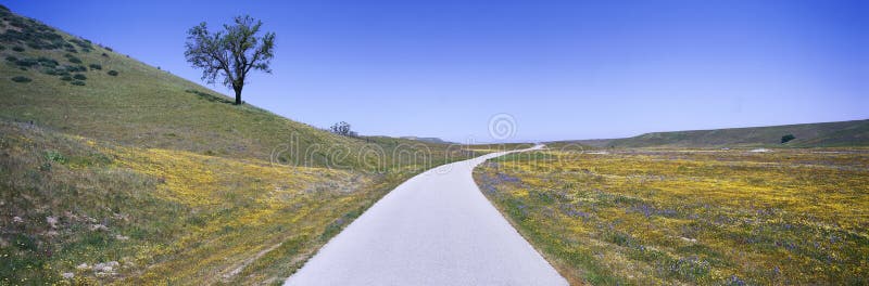 Panoramic view of spring flowers, tree and paved road off Route 58 on Shell Creek Road west of Bakersfield, California. Panoramic view of spring flowers, tree and paved road off Route 58 on Shell Creek Road west of Bakersfield, California