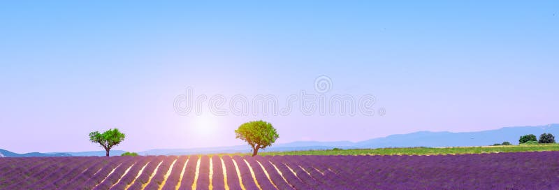 Panoramautsikt med purpurfärgade lavendelfält, Valensole platå, Provence, Frankrike arkivfoton