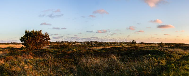 Panoramautsikt på ett dynlandskap i vildmarken med en vanlig väg till horisonten längs solnedgången i Danmark på ön Romo arkivbild Panoramautsikt på ett dynlandskap i vildmarken med en vanlig väg till horisonten längs solnedgången i Danmark på ön Romo arkivbild