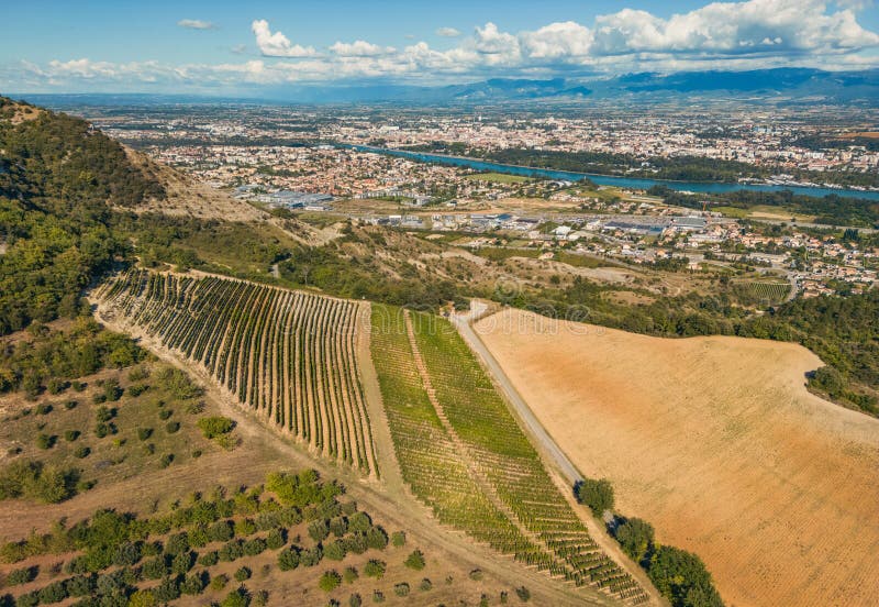 Panoramic Aerial Photo of the Ripening Grape Fields during the Summer