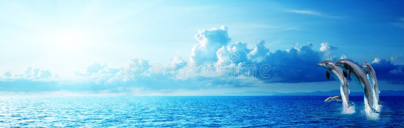 Panoramic blue sea and dolphin jumping in water royalty free stock images