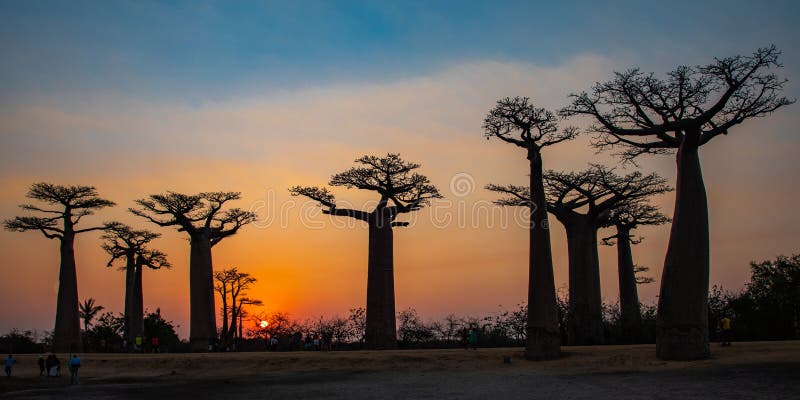 7 3 Baobab Photos Free Royalty Free Stock Photos From Dreamstime