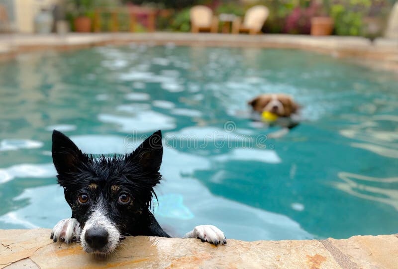 Panoramic dogs swimming stock photo. Image of backyard 258920254