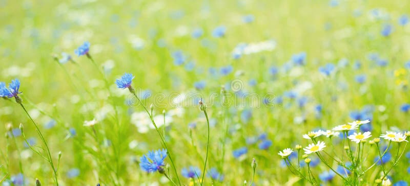 Beautiful Flower Background with selective focus. Nature Summer Wallpaper with Cornflowers and chamomile growing on flowers field. Panoramic Floral Background. Wide angle Web Banner With Copy Space. Beautiful Flower Background with selective focus. Nature Summer Wallpaper with Cornflowers and chamomile growing on flowers field. Panoramic Floral Background. Wide angle Web Banner With Copy Space