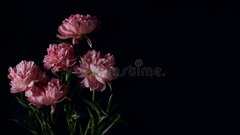 Pink Banner with White and Black Floral Paper Decor Stock Image