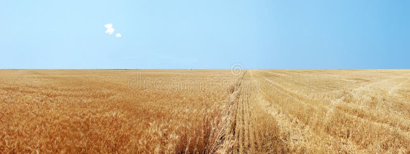 Panoramic Golden Wheat Fields royalty free stock image