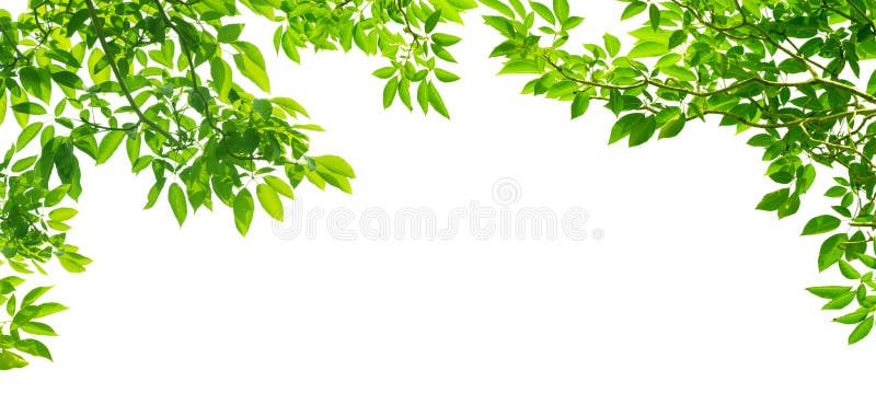 Panoramic Green leaves on white stock image