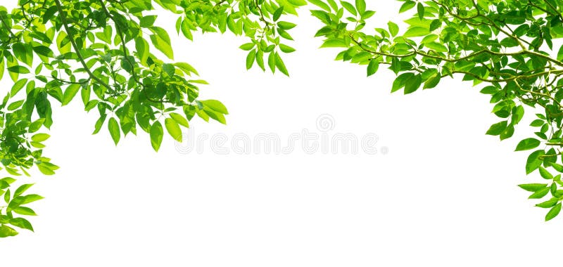 Panoramic Green leaves on white